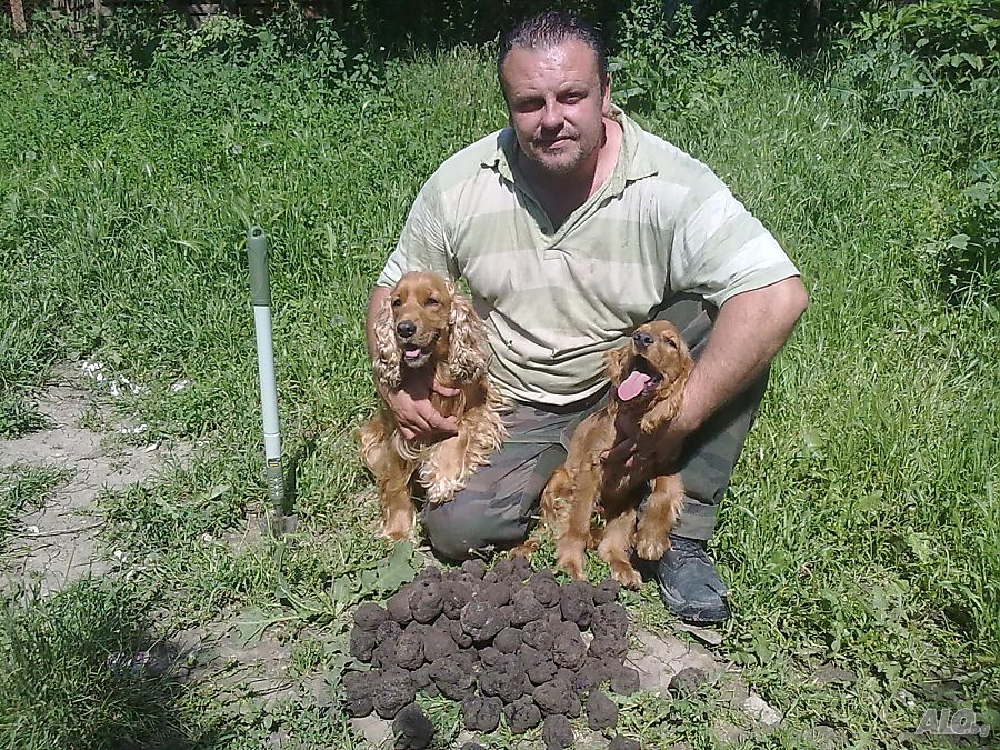 Трюфел фест" ще ни учи на нов занаят - Финансови новини