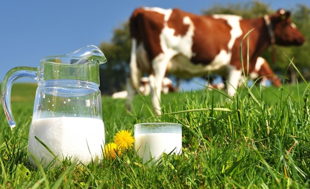 Намаляване на млякото субсидии