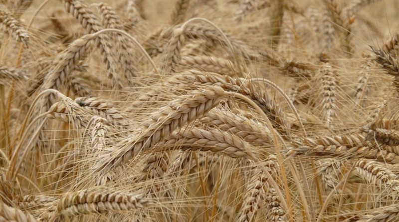 Анкара ограничения пшеница
