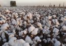 Сушата в САЩ вдига цената на памука