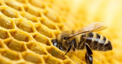 Помощ за пчеларите  с 8 млн.лв.