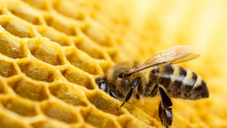 Помощ за пчеларите  с 8 млн.лв.